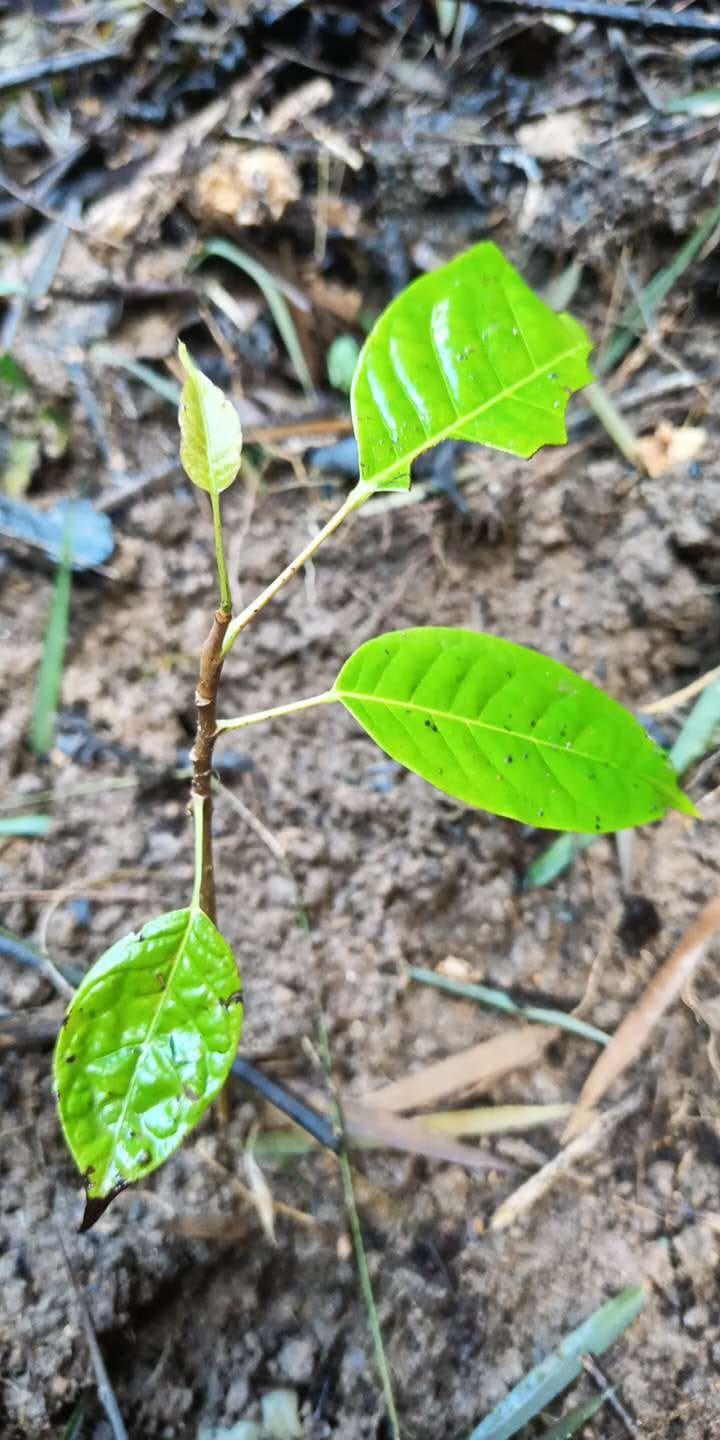 tree image