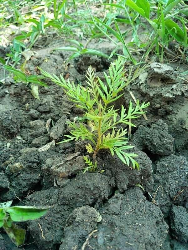 tree image