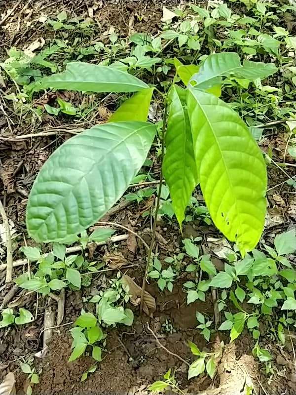 tree image