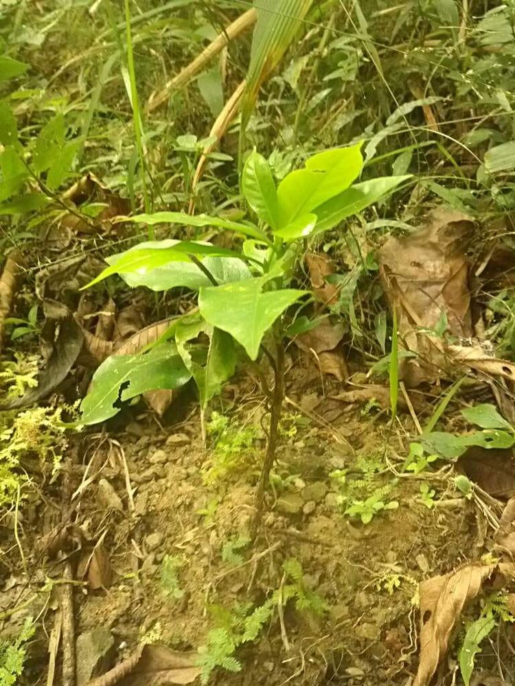 tree image