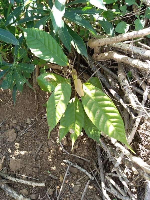 tree image