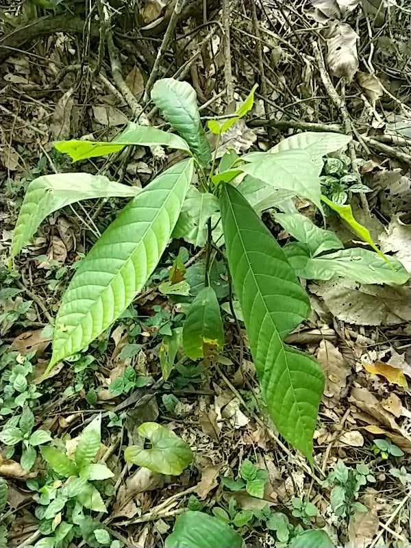tree image