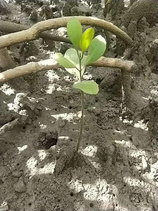 tree image