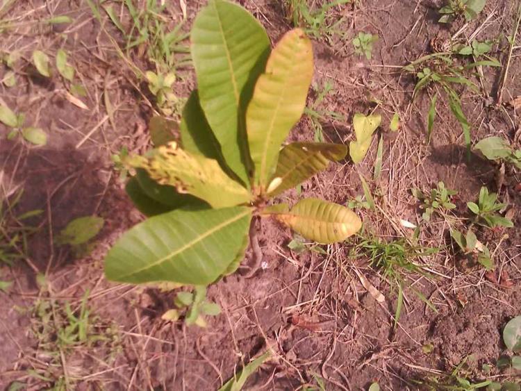 tree image