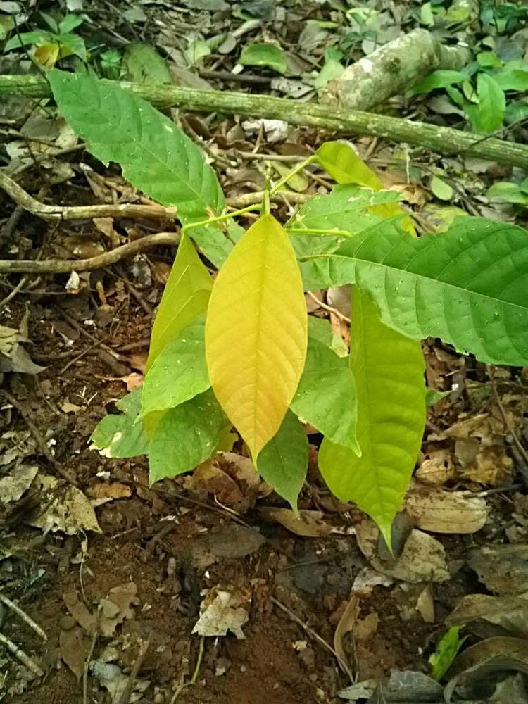 tree image