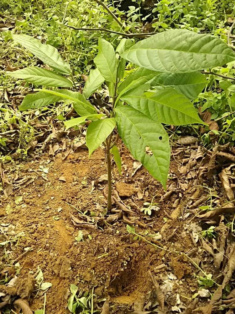tree image