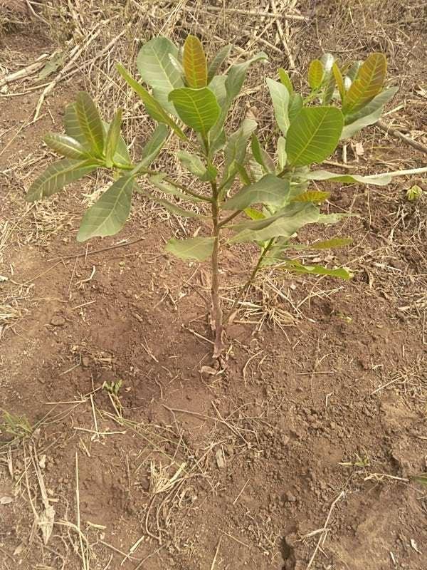 tree image