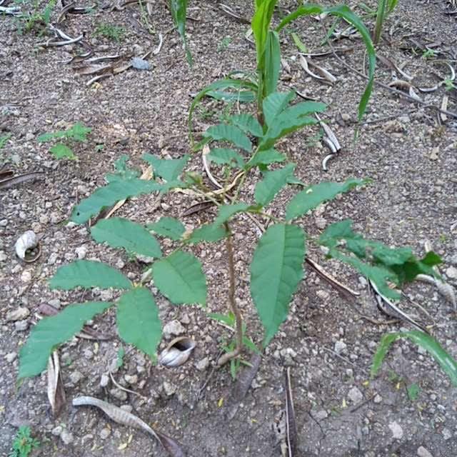 tree image