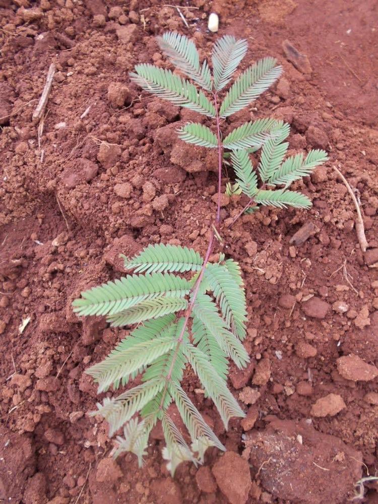 tree image