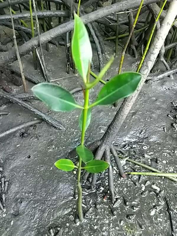 tree image