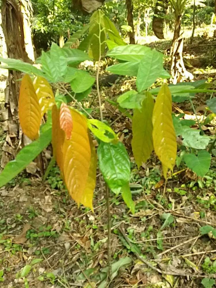 tree image