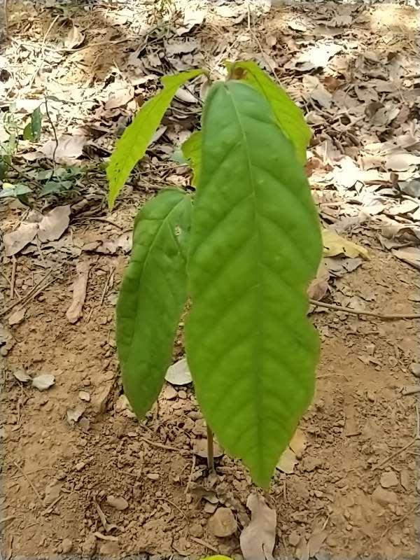 tree image