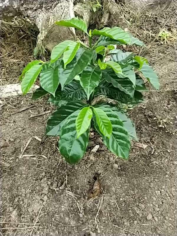 tree image