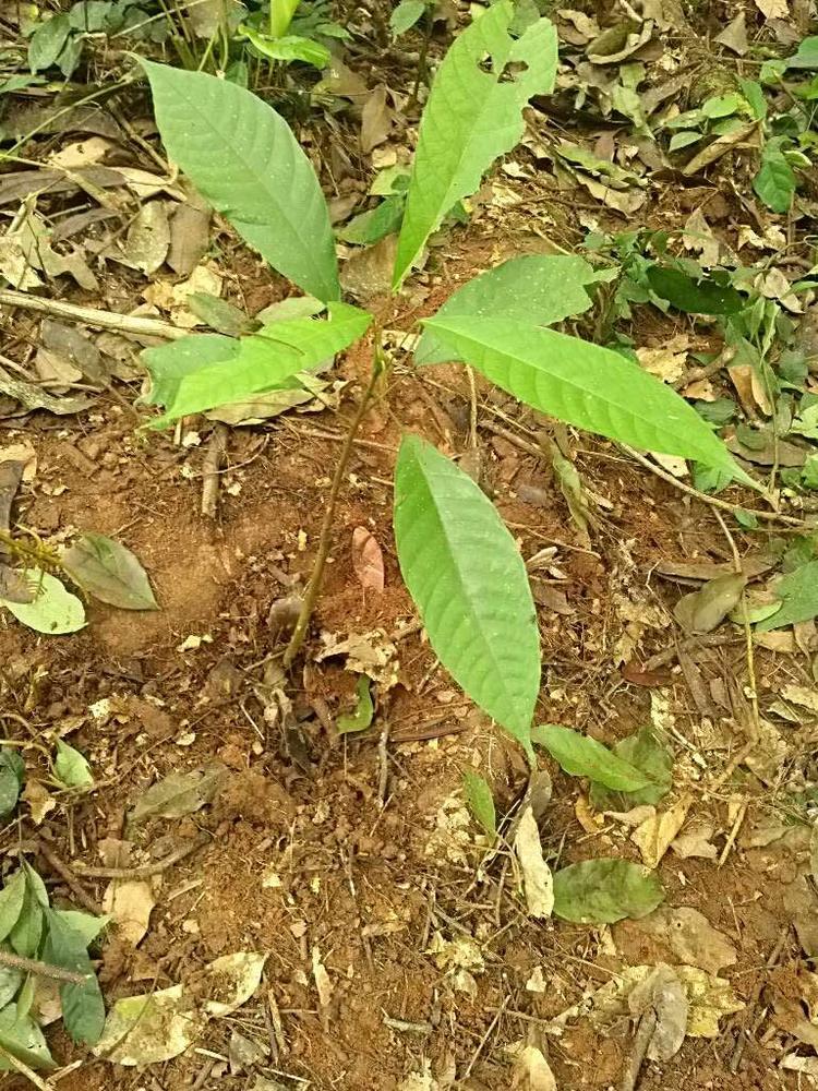 tree image