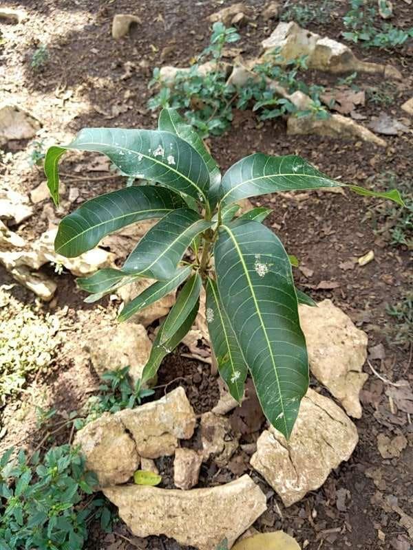 tree image