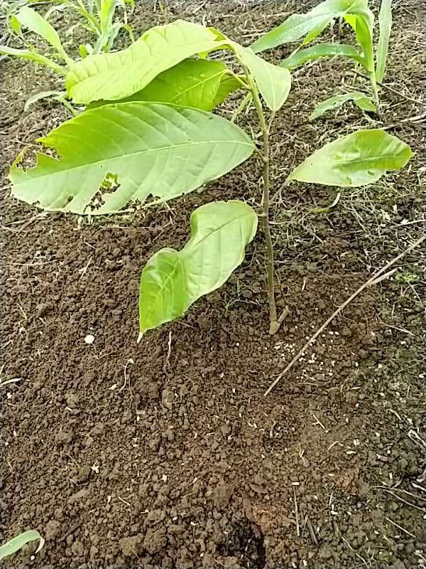 tree image