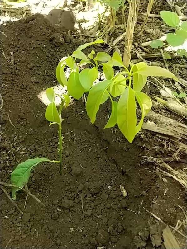 tree image