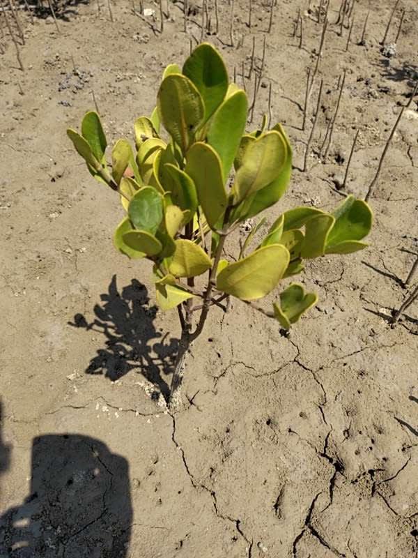 tree image