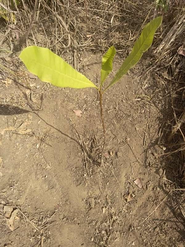 tree image