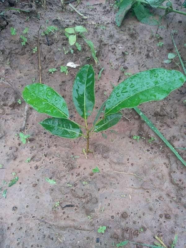 tree image