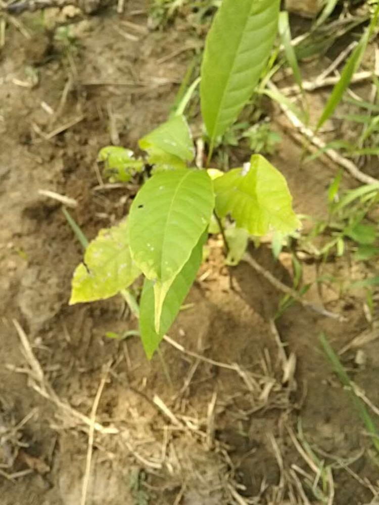 tree image