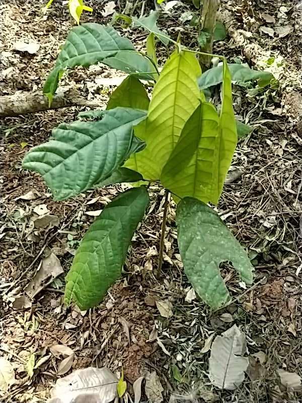 tree image