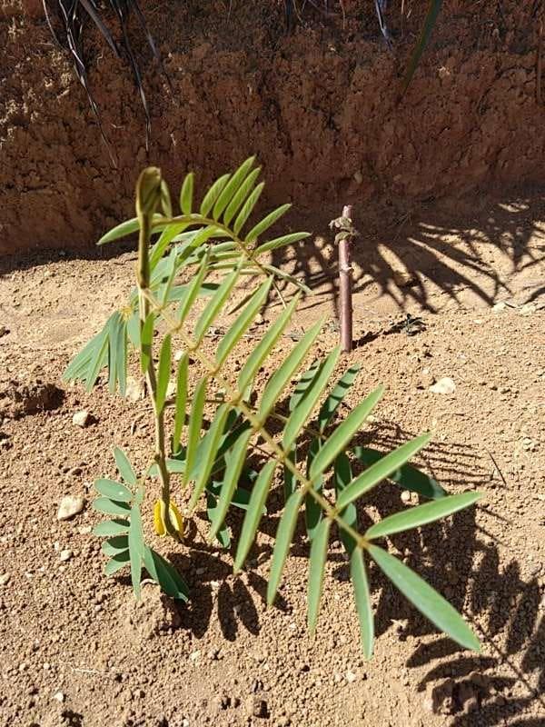 tree image