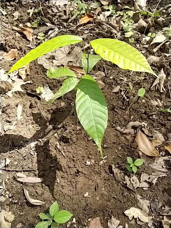 tree image