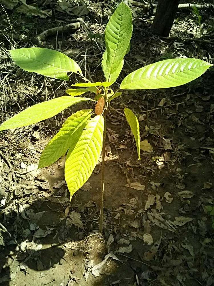 tree image