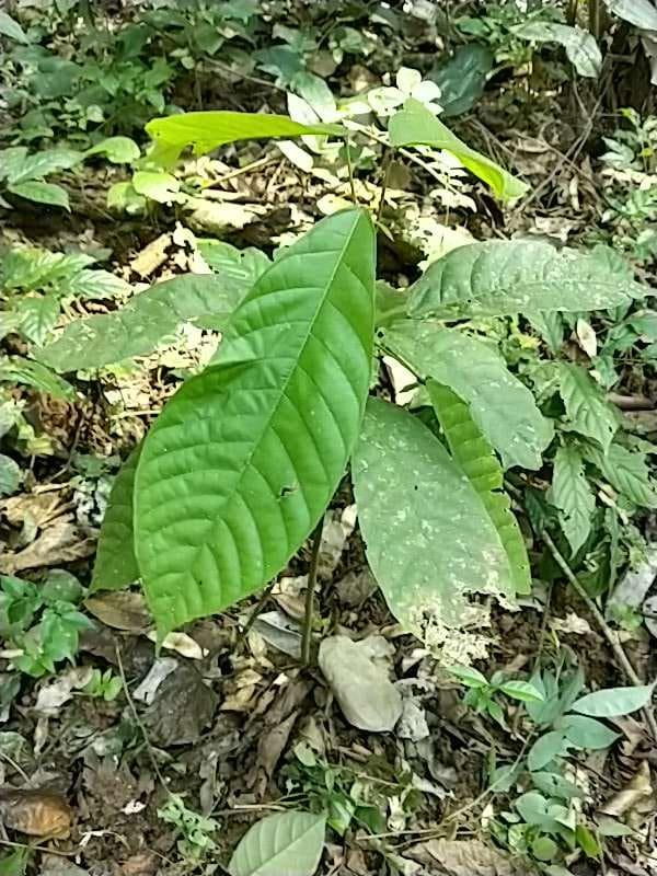 tree image