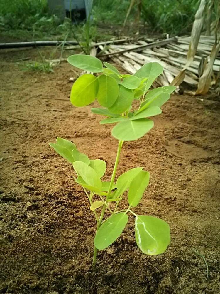 tree image