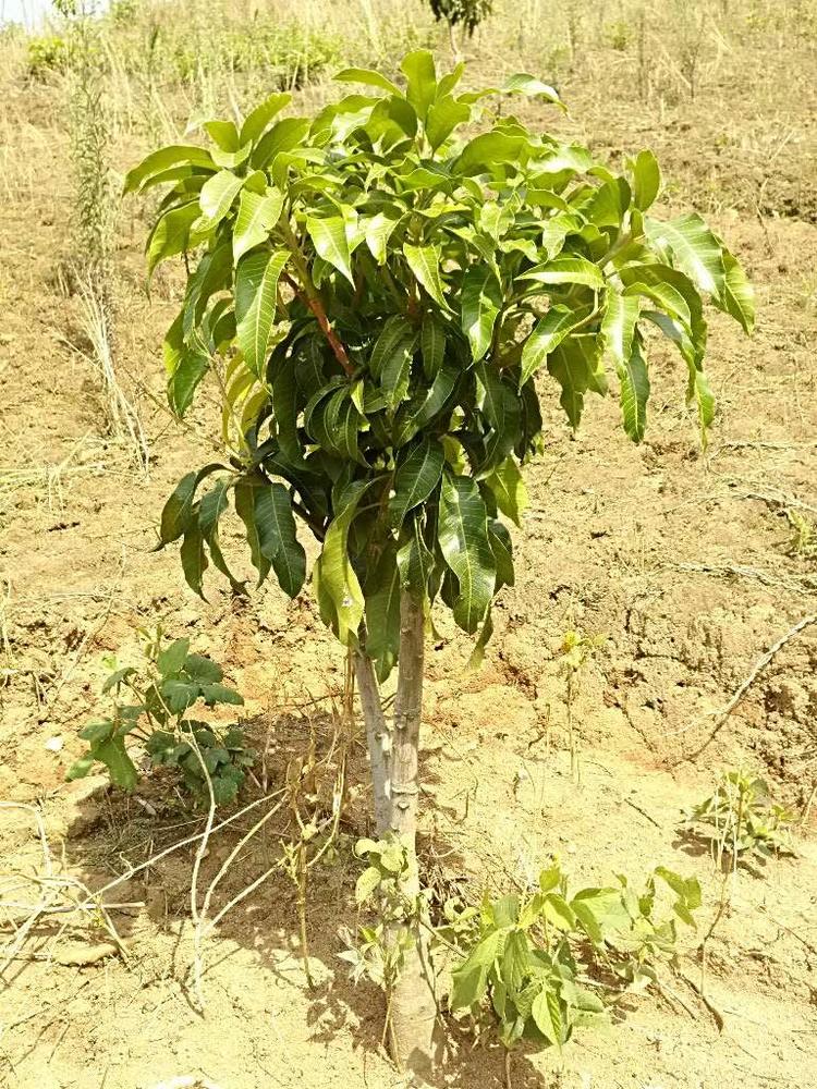 tree image