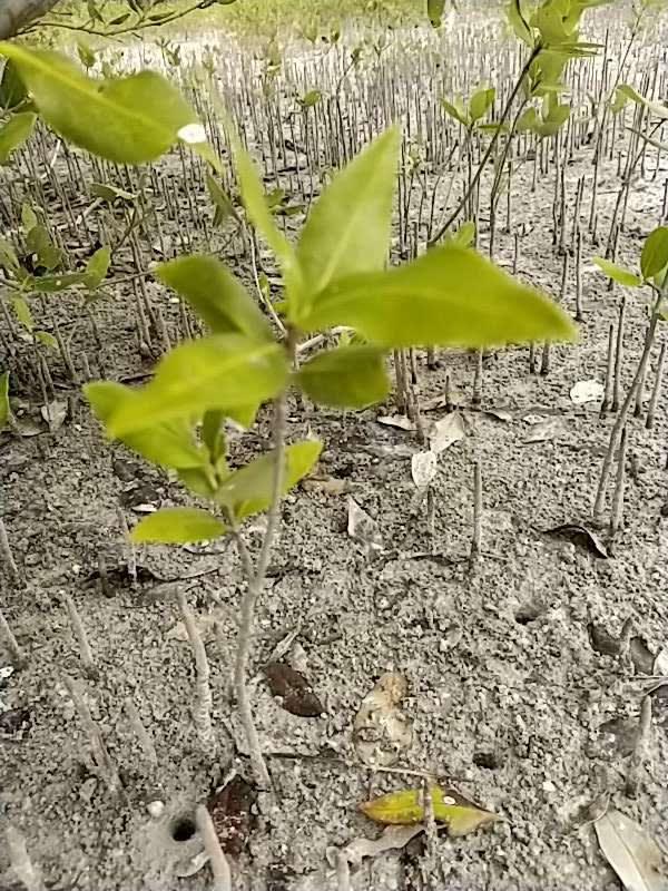 tree image