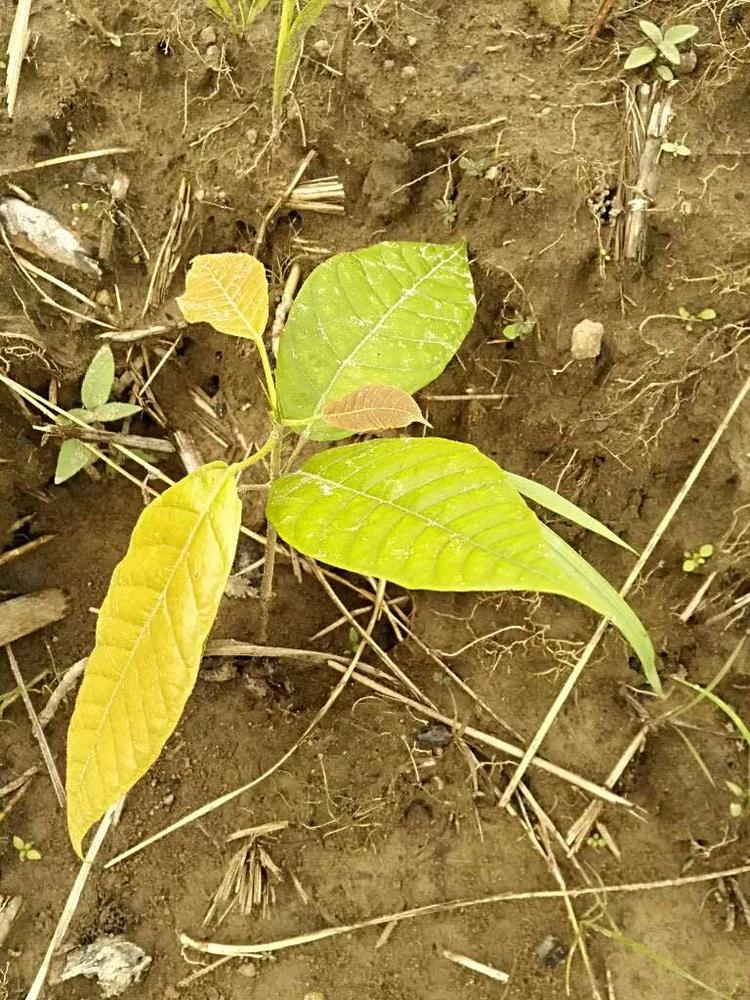 tree image