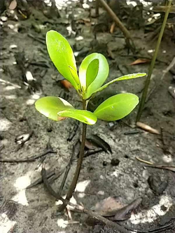 tree image