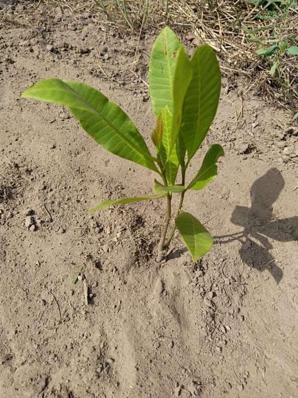 tree image