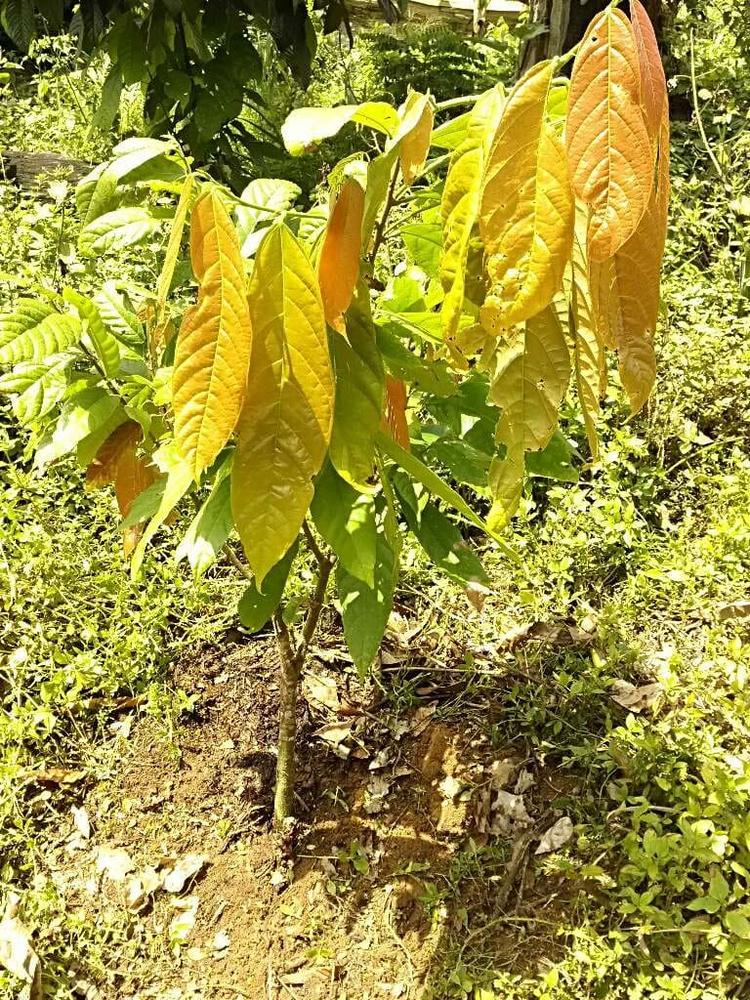 tree image