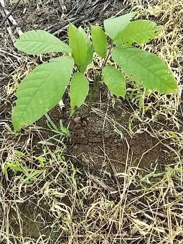 tree image