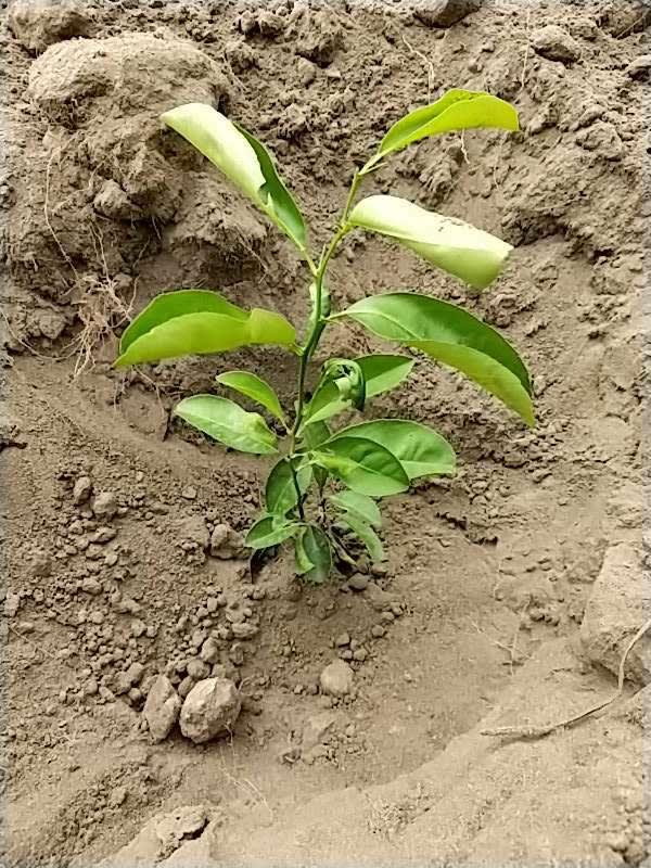 tree image