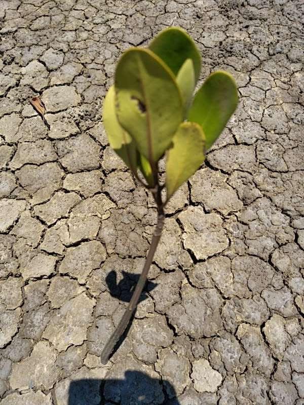 tree image