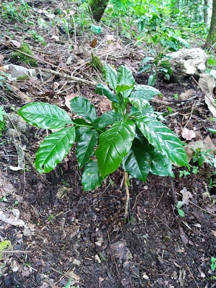 tree image