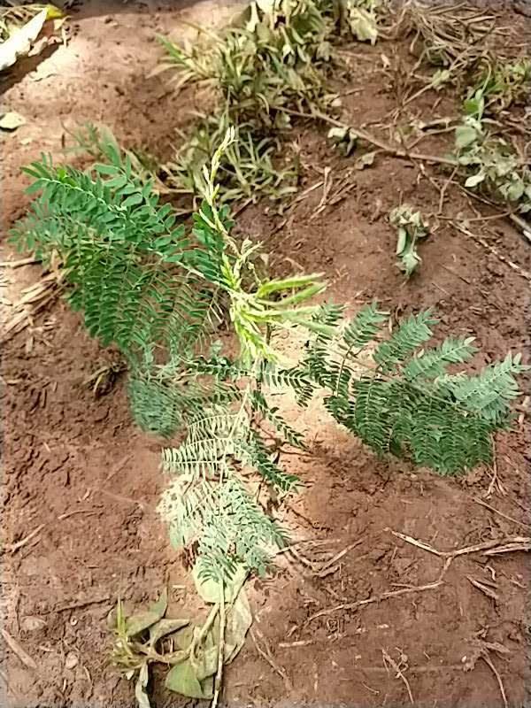 tree image