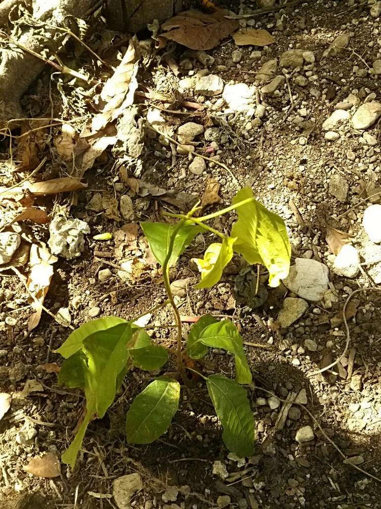 tree image