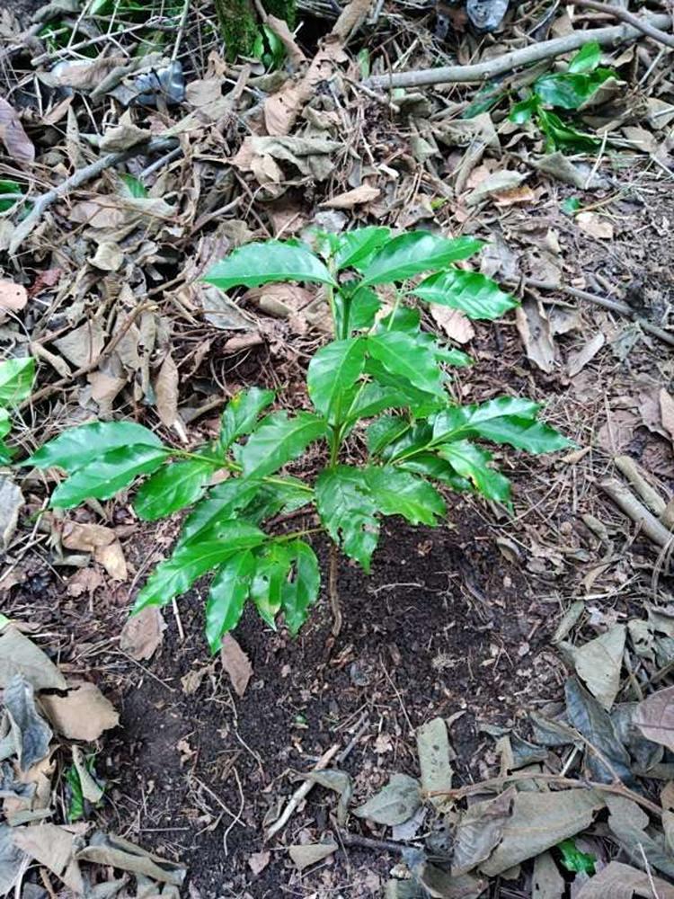 tree image