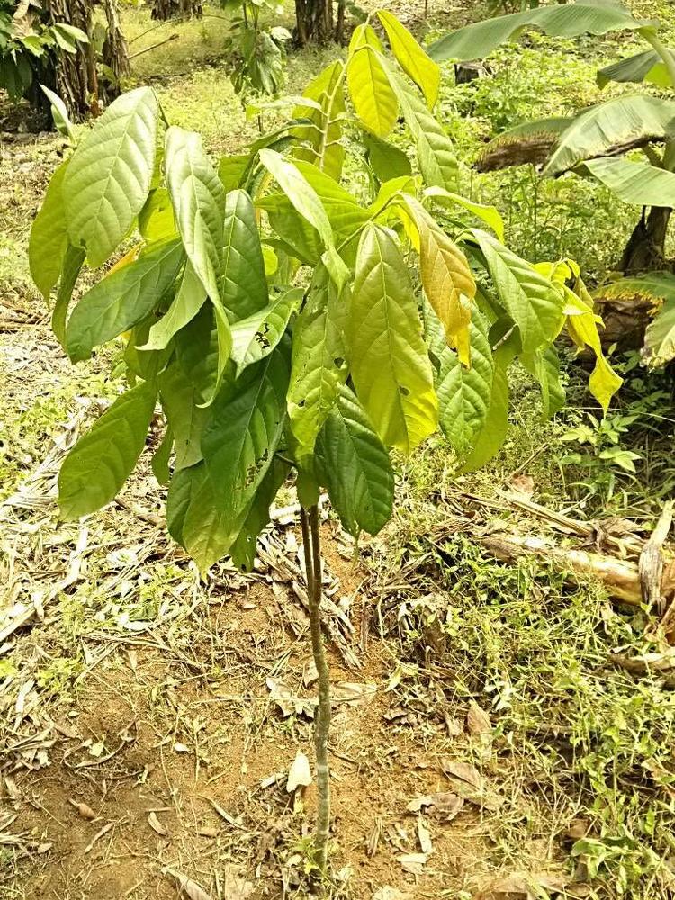 tree image
