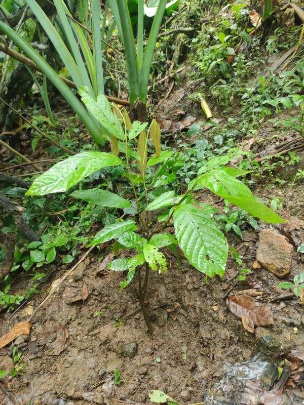 tree image