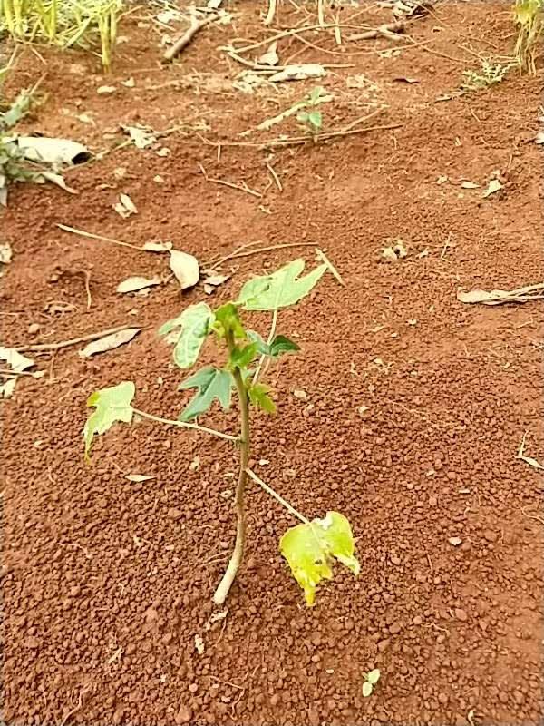 tree image