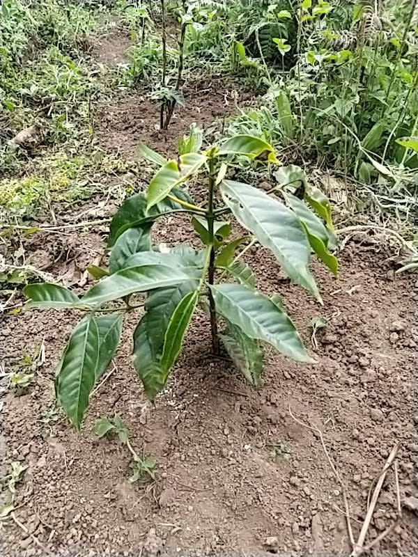 tree image