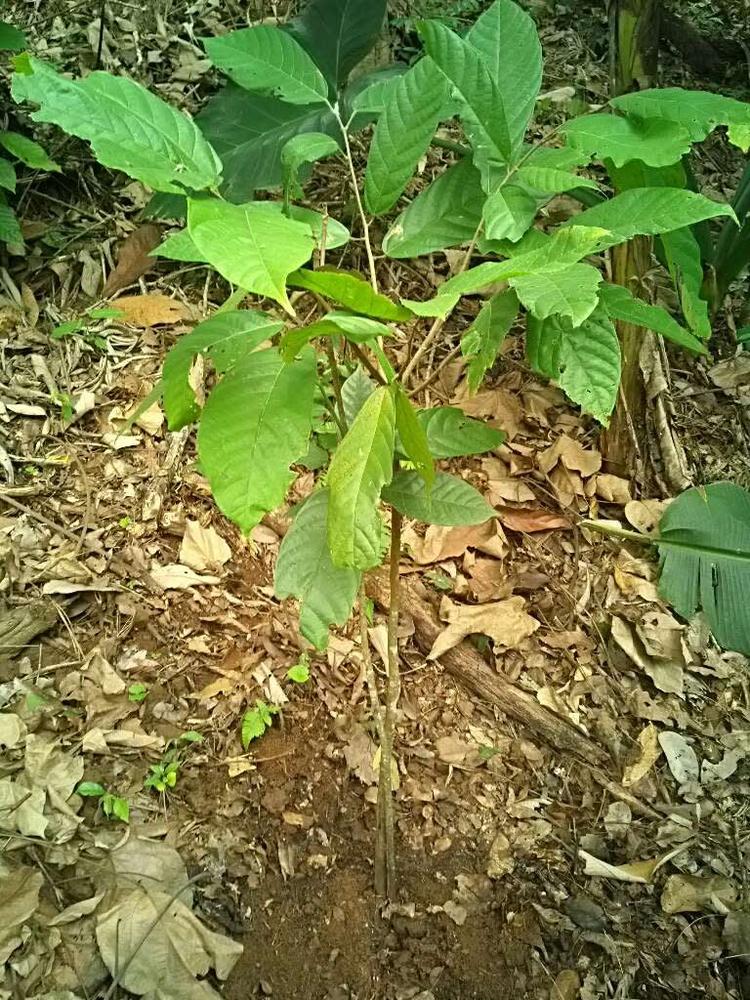 tree image