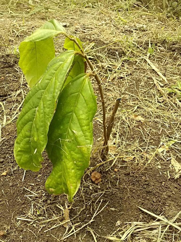 tree image